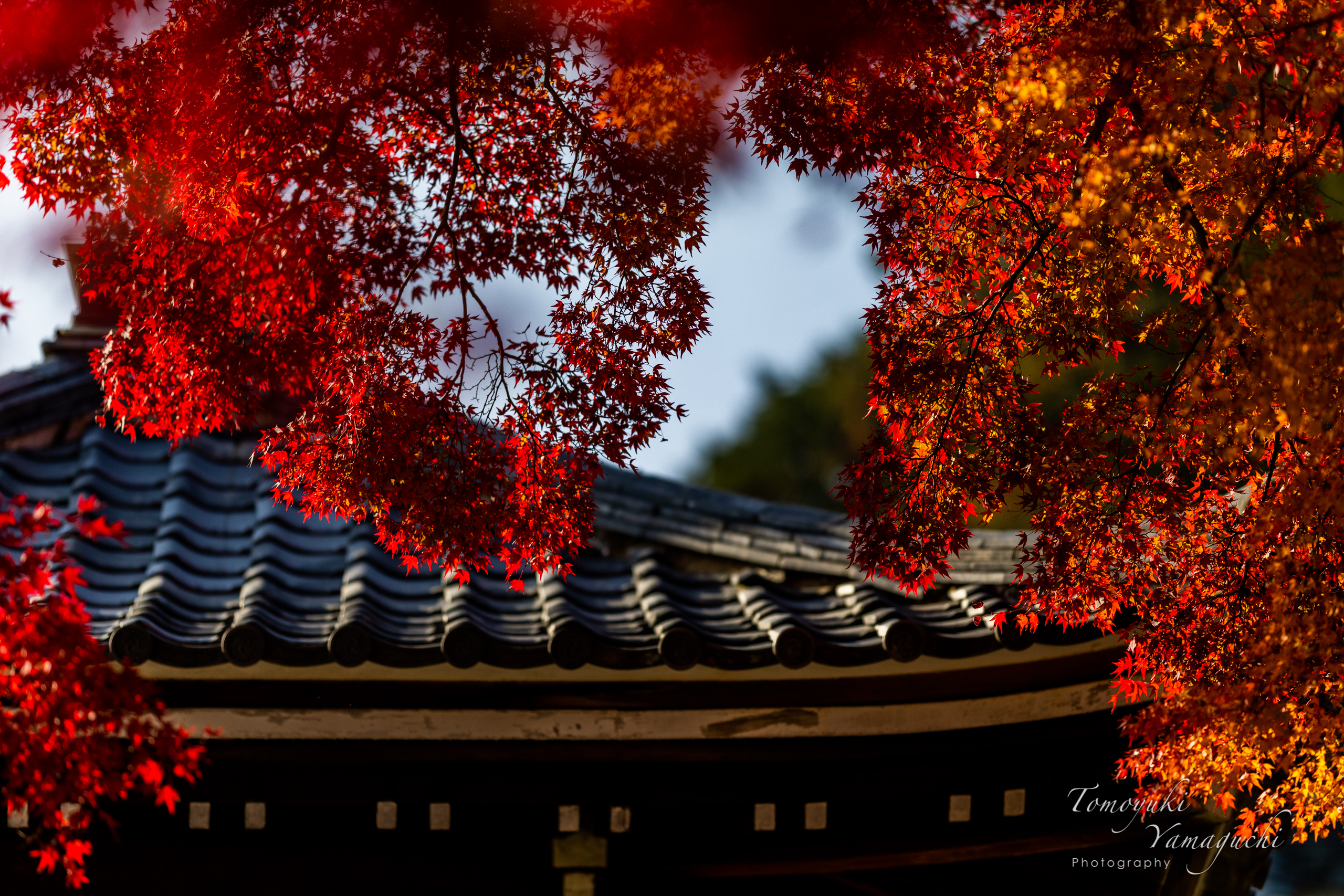 豊作！京都西山で紅葉狩り2018