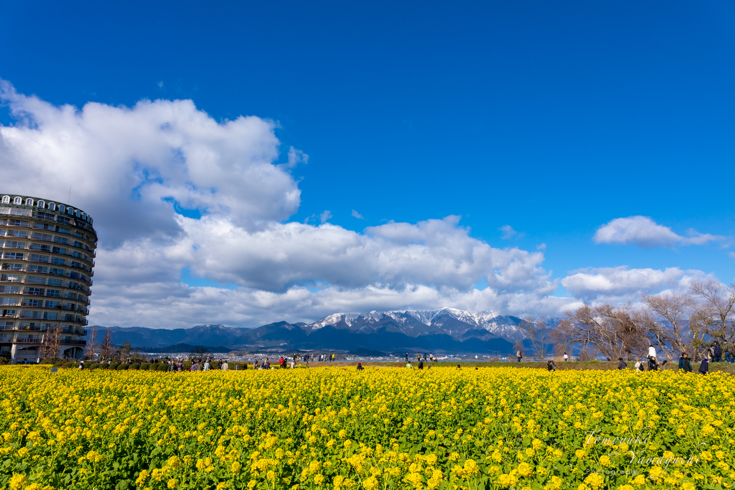 冬と春が同居する景色。雪山と早咲きの菜の花の コラボを撮影